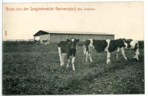Hennersdorf. Jungviehweide