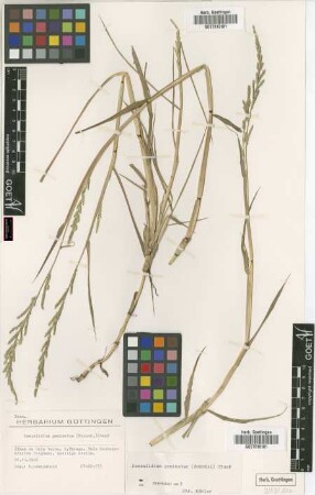 Paspalidium geminatum (Forssk.) Stapf
