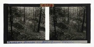 Tagebau Pingen "Kalter Baum", Hessen
