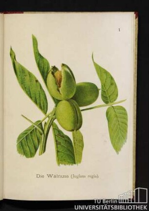 1. Die Walnuss (Juglans regia).