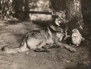 Rochlitzer Berg. Deutscher Schäferhund und junge Waldkäuze
