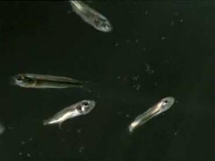 Meeresplankton - Zooplankton
