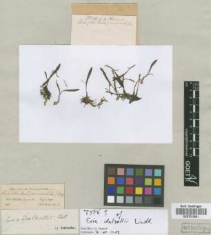 Eria microchilos Lindl.