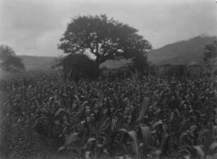 Maisfeld : Blick auf ein Maisfeld.