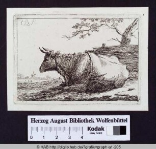 Ruhende trächtige Kuh auf Weide.