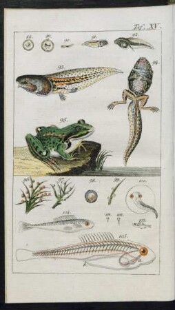 Taf. XV. [Fig]. 88. - [Fig.] 105.