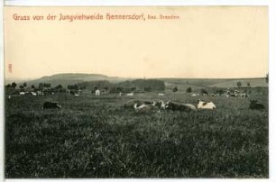 Hennersdorf. Jungviehweide