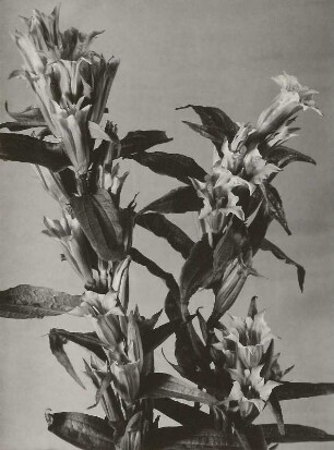 Schwalbenwurz-Enzian (Gentiana asclepiadea)
