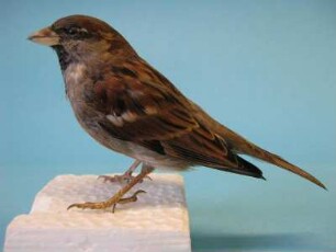 Haussperling, Passer domesticus, männlich