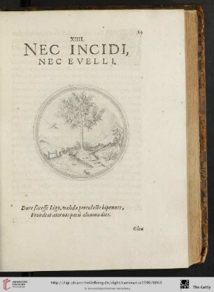 XIIII. Nec incidi, nec evelli