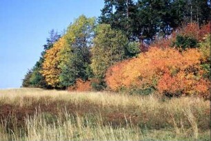 herbstlicher Waldrand bei Burgk