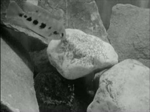 Tilapia mariae (Cichlidae) - Brutpflege