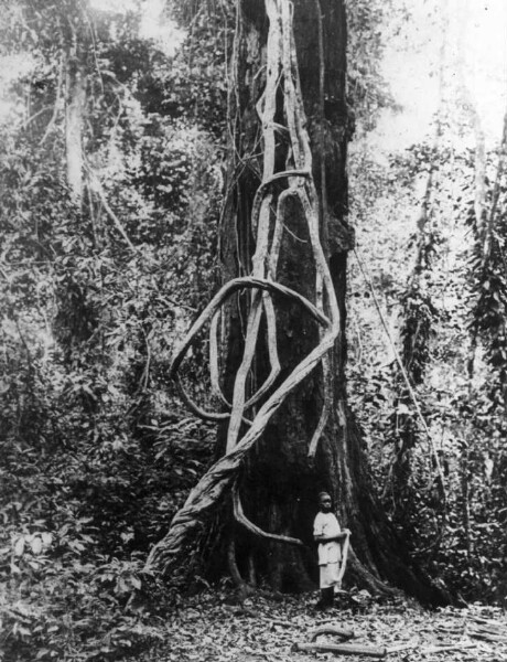 Liana in the East Usambara Forest