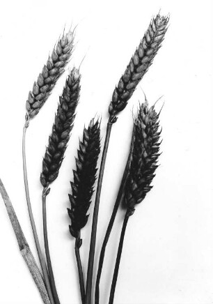 Weizen - Triticum aestivum L., fruchtende Ähren