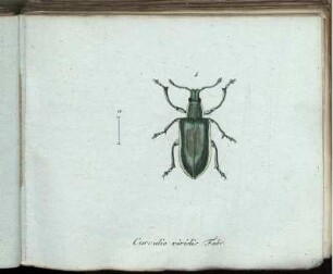 Curculio viridis Fabr. [bis] Tenthredo lutescens Mihi