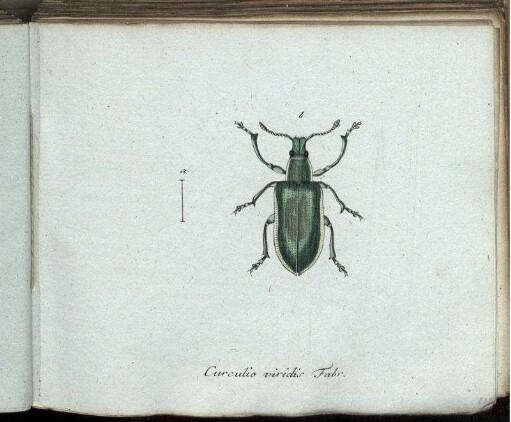 Curculio viridis Fabr. [bis] Tenthredo lutescens Mihi