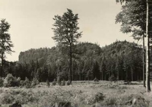 Sächsische Schweiz. Großer Zschirnstein. Ansicht von Osten (vom Wiesenweg)