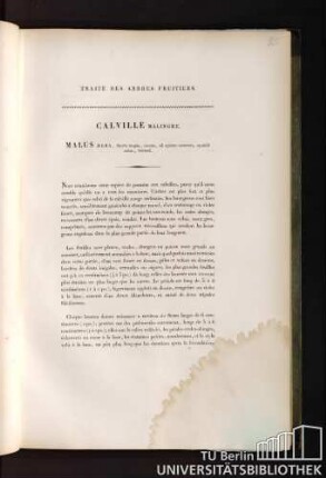 22. Calville Malingre. Malus aegra, fructu magno, costato, ad apicem coarctato, squalidè rubro, brumali.