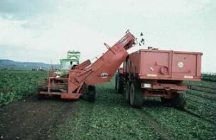 Fotografie: Erntetechnik, Zuckerrübe, Zuckerrübenköpfrodelader, Muldenkipper