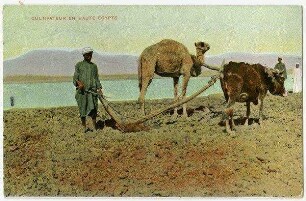 Cultivateur en Haute Egypte. [Pflügen]