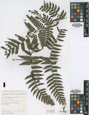 Megalastrum alticola M.Kessler & A.R.Sm. [paratype]