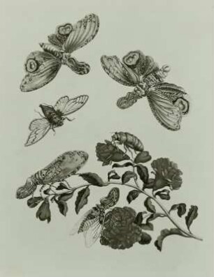Metamorphisis Insectorum Surinamensium
