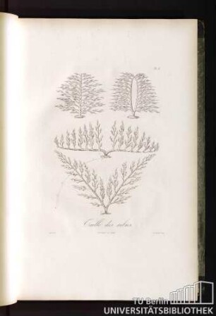 Pl. II. Gaille des arbres.