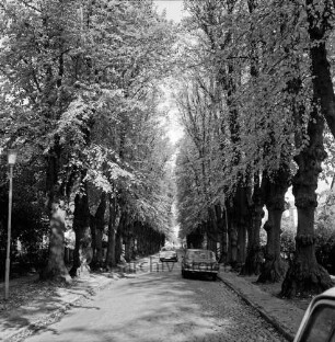 Hagener Allee: alte Lindenbäume in vollem Laub: Kopfsteinpflaster: Straßenlampe: zwei Pkw