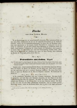 Fische [Abbildungsbeschreibungen zu Taf. 1 - Taf. 33]