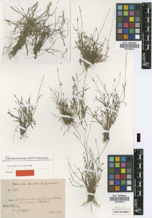 Sacciolepis delicatula Mez [isotype]
