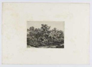 Kirschbaum am Teich, aus: "Sammlung von Radierlandschaften"