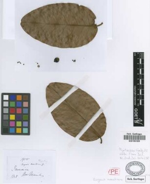 Eugenia marchiana Griseb.