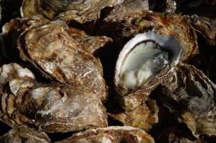 Frankreich. Poitou Charentes. Maritime. Ile d Oleron. Saint Trojan les Bains. Grüne Austern. Huitres vertes. Algues Navicule Bleue. Huitres du Marais de Marennes