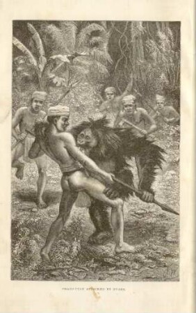 Orang-Utan attacked by Dyaks