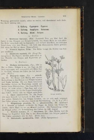 4. Gattung. Binse. Scirpus.
