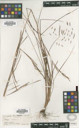 Andropogon sp.