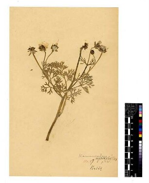 Ranunculaceae Ranunculus myriophyllus Russ, Georg Philip, geb. 1868 [Balat (Stadtteil)]