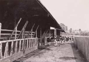 Markkleeberg. Landwirtschaftsausstellung 1958. Kälberoffenstall.