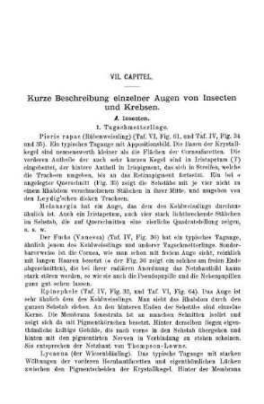 VII. Capitel. Kurze Beschreibung einzelner Augen von Insecten und Krebsen