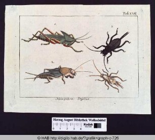 Hemiptera: Gryllus.