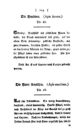 ¬Die¬ Biene Amalthea : (Apis amalthea) ; Fig. 48