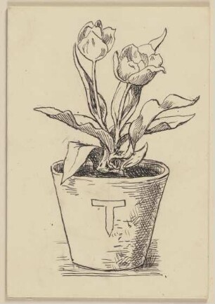 Zeichnung zur Fibel: Tulpe