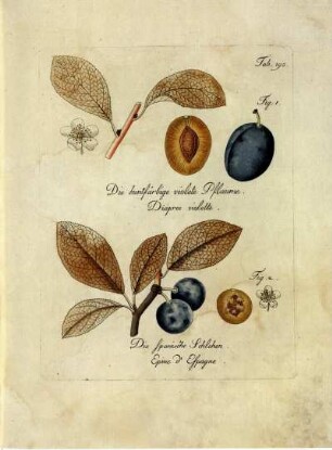 Tab. 190. Fig. 1. Die buntfärbige violete Pflaume [...] Fig. 2. Die spanische Schlehen [...]