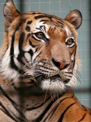 Berliner Zoo, Tiger hinter Gittern