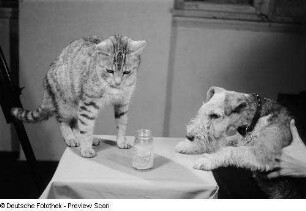 Katze und Hund mit Mayonnaiseglas