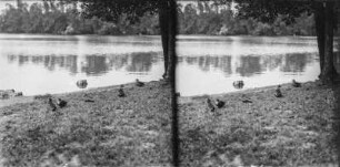Stockenten : München, Englischer Garten. Stockenten (Anas platyrhynchos Linnaeus).