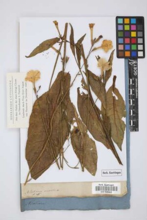 Nicotiana undulata