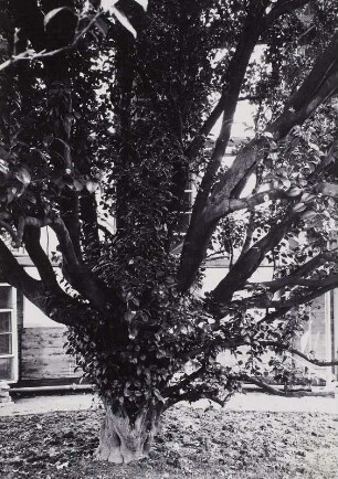 Schloss Pillnitz. Kamelie, seit 1801 im Englischen Garten, 1952