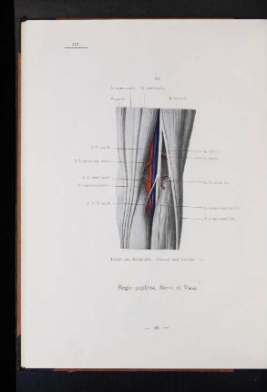 Regio poplitea, Nervi et Vasa.