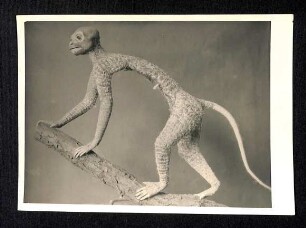 Foto Primatenpräparat frühes Stadium aus Akte Friedrich Kerz